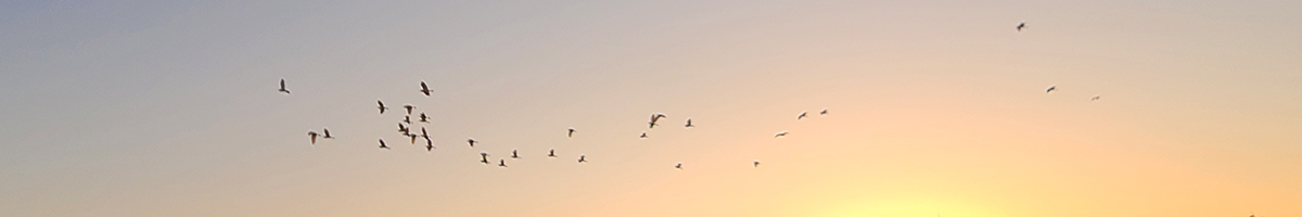 気分でできている